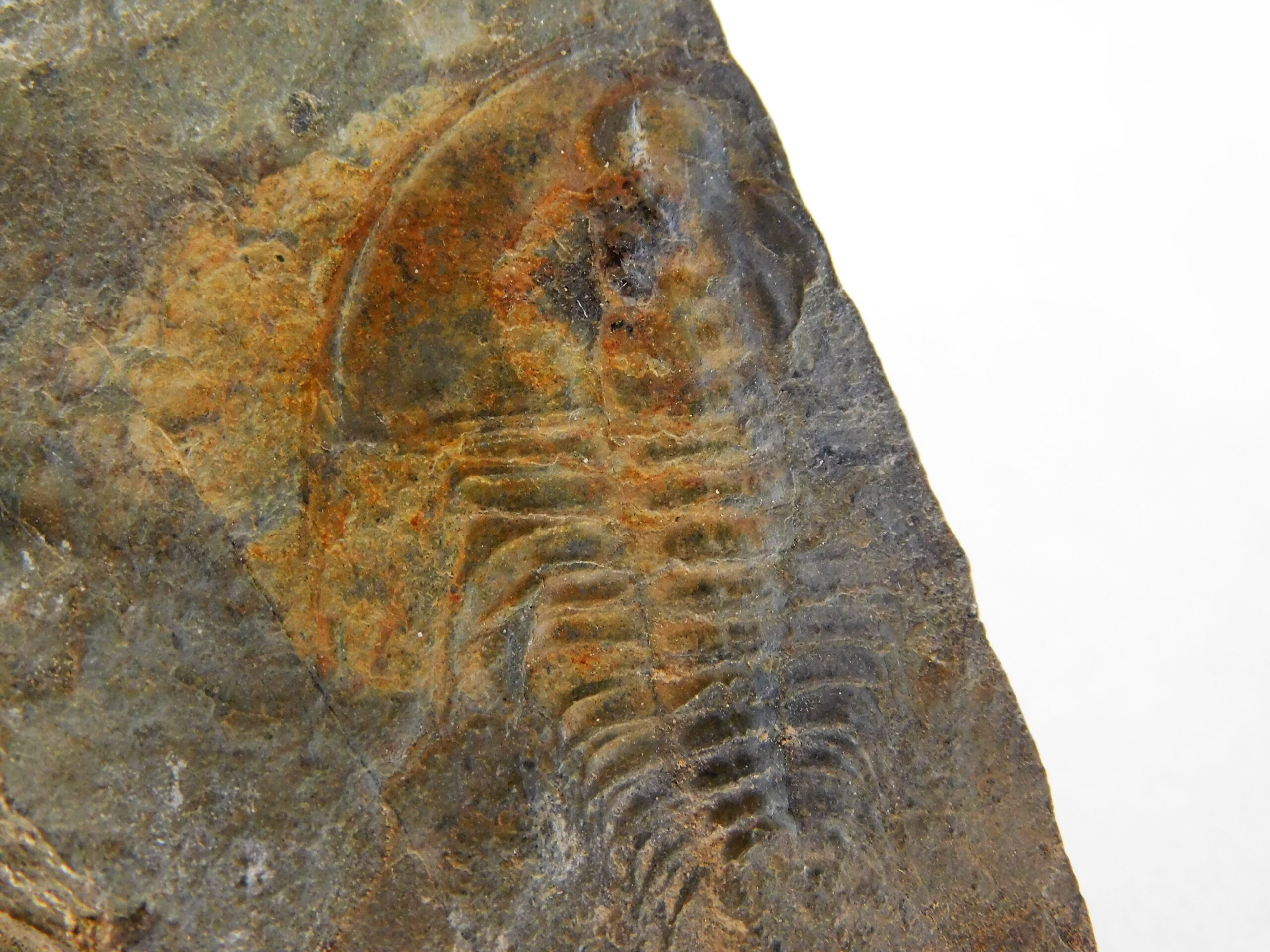 Olenellus clarki - Image 6