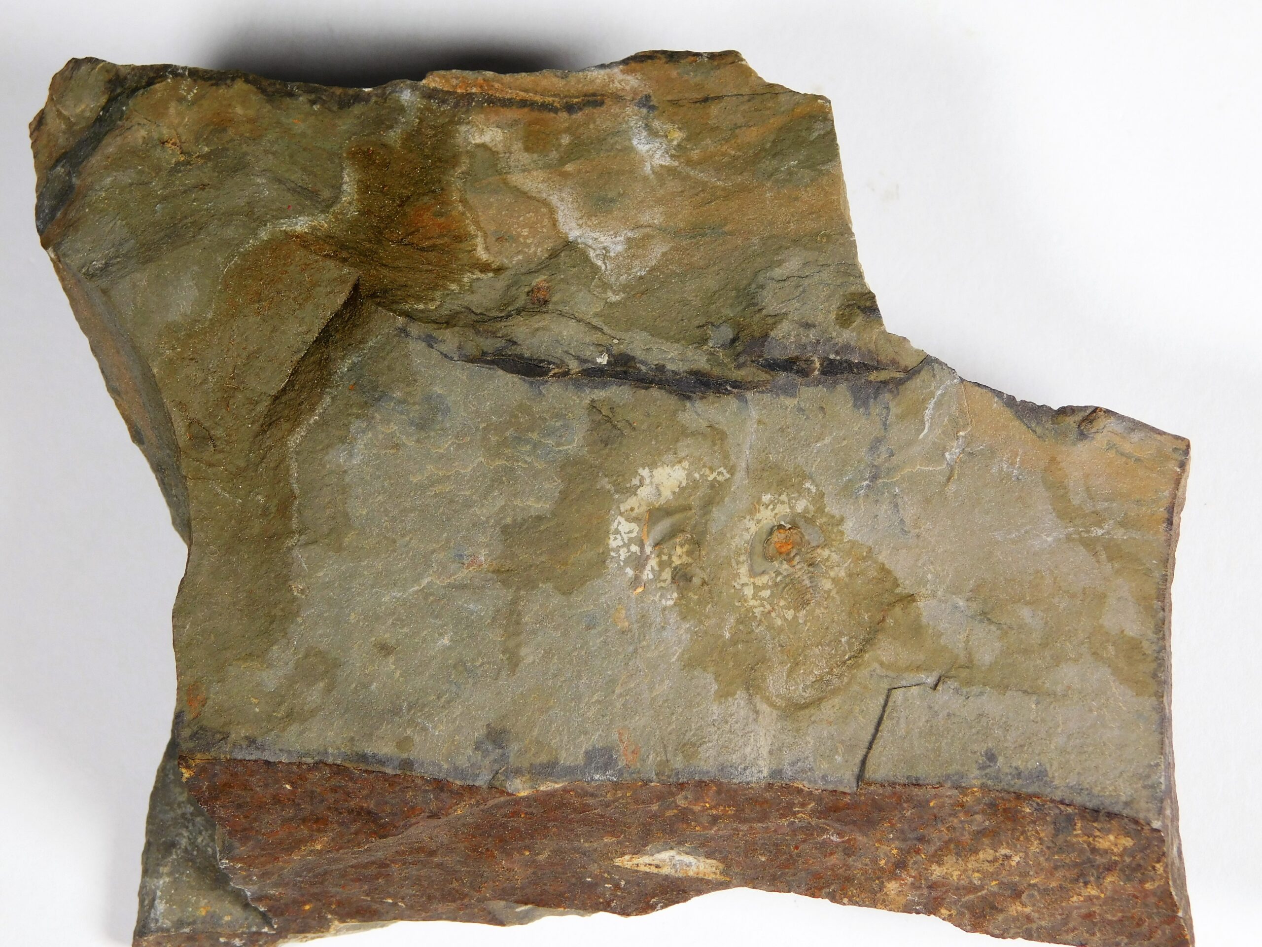 Olenellus clarki - Image 3
