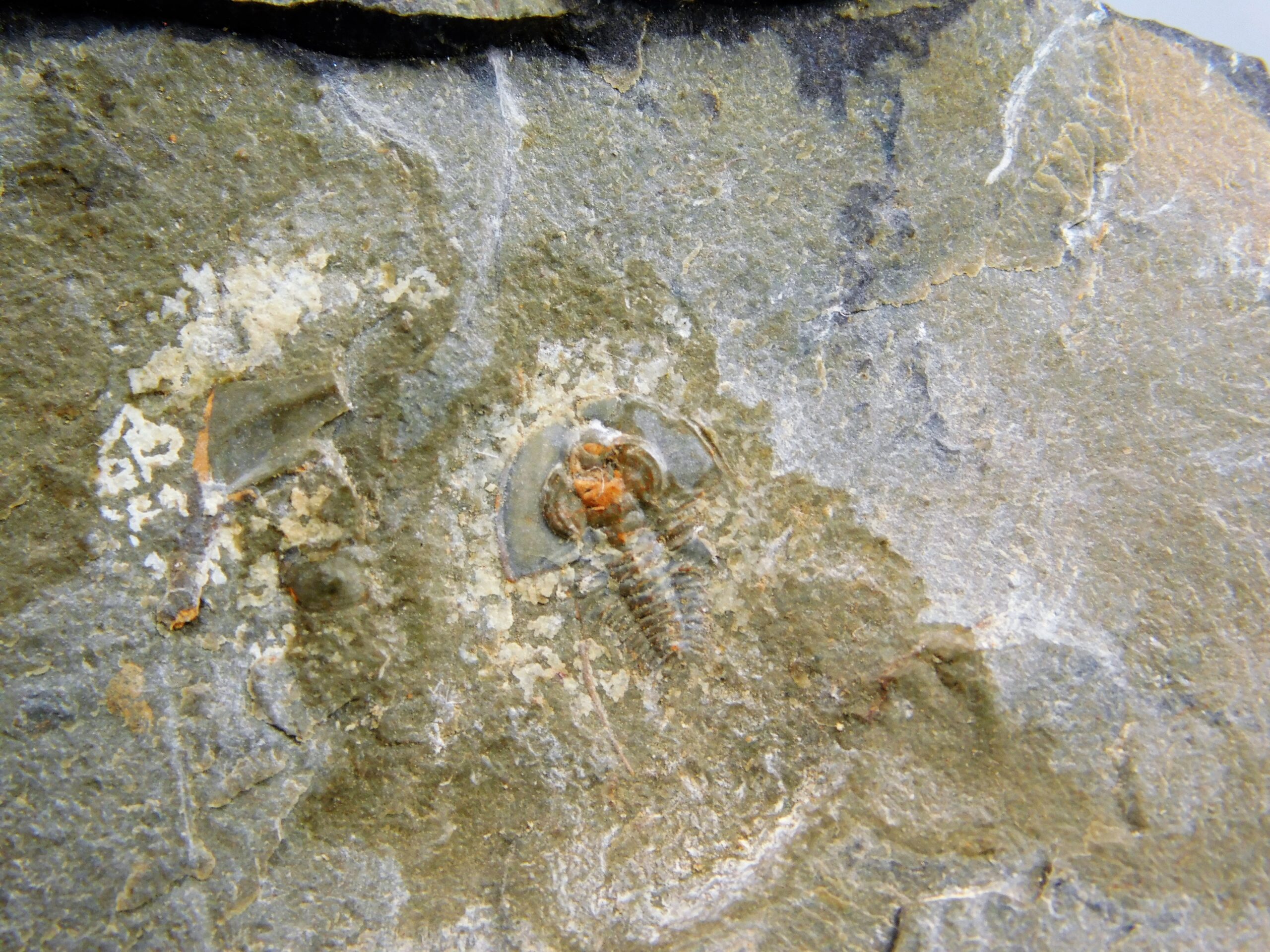Olenellus clarki - Image 4