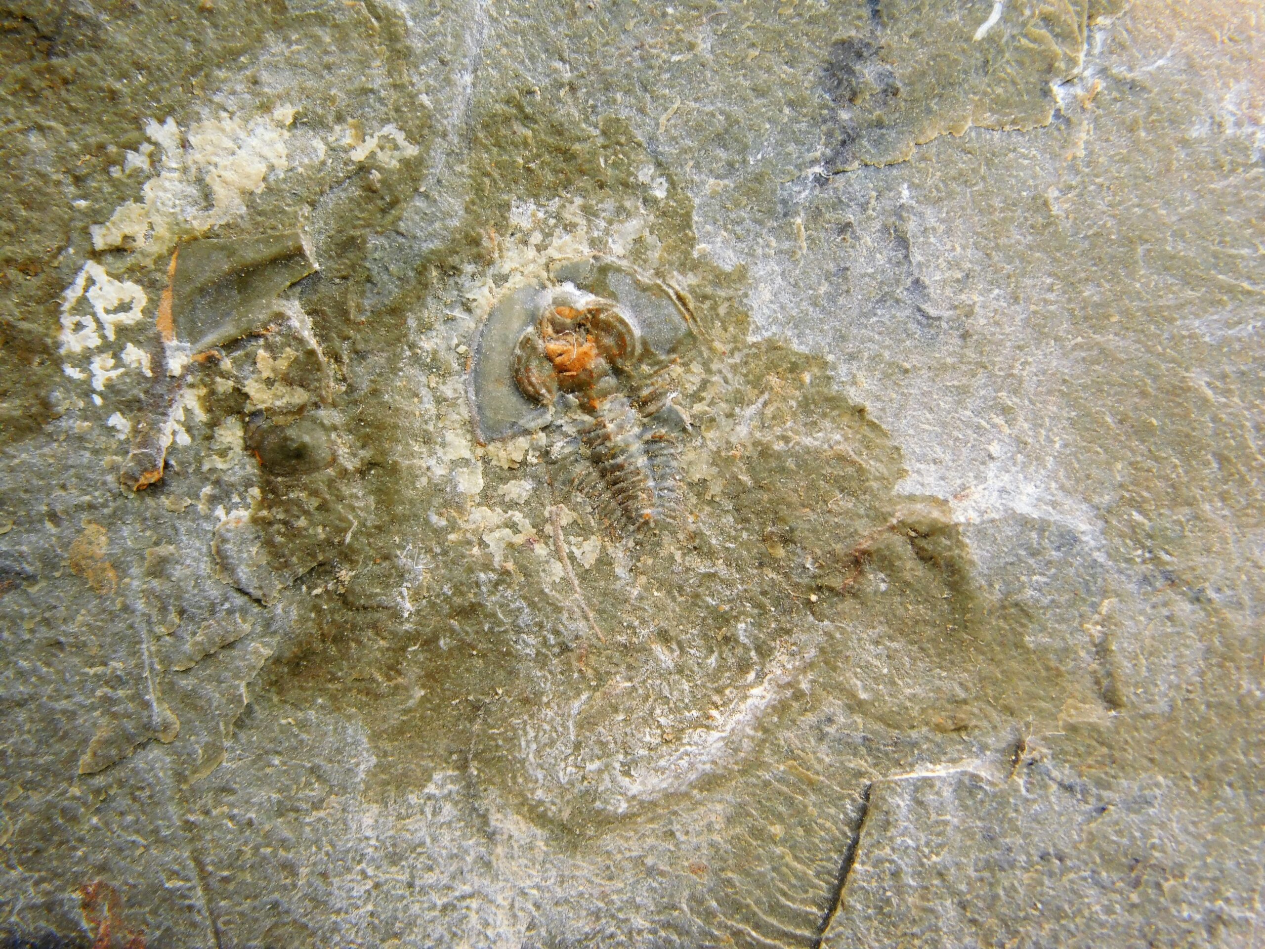 Olenellus clarki - Image 5