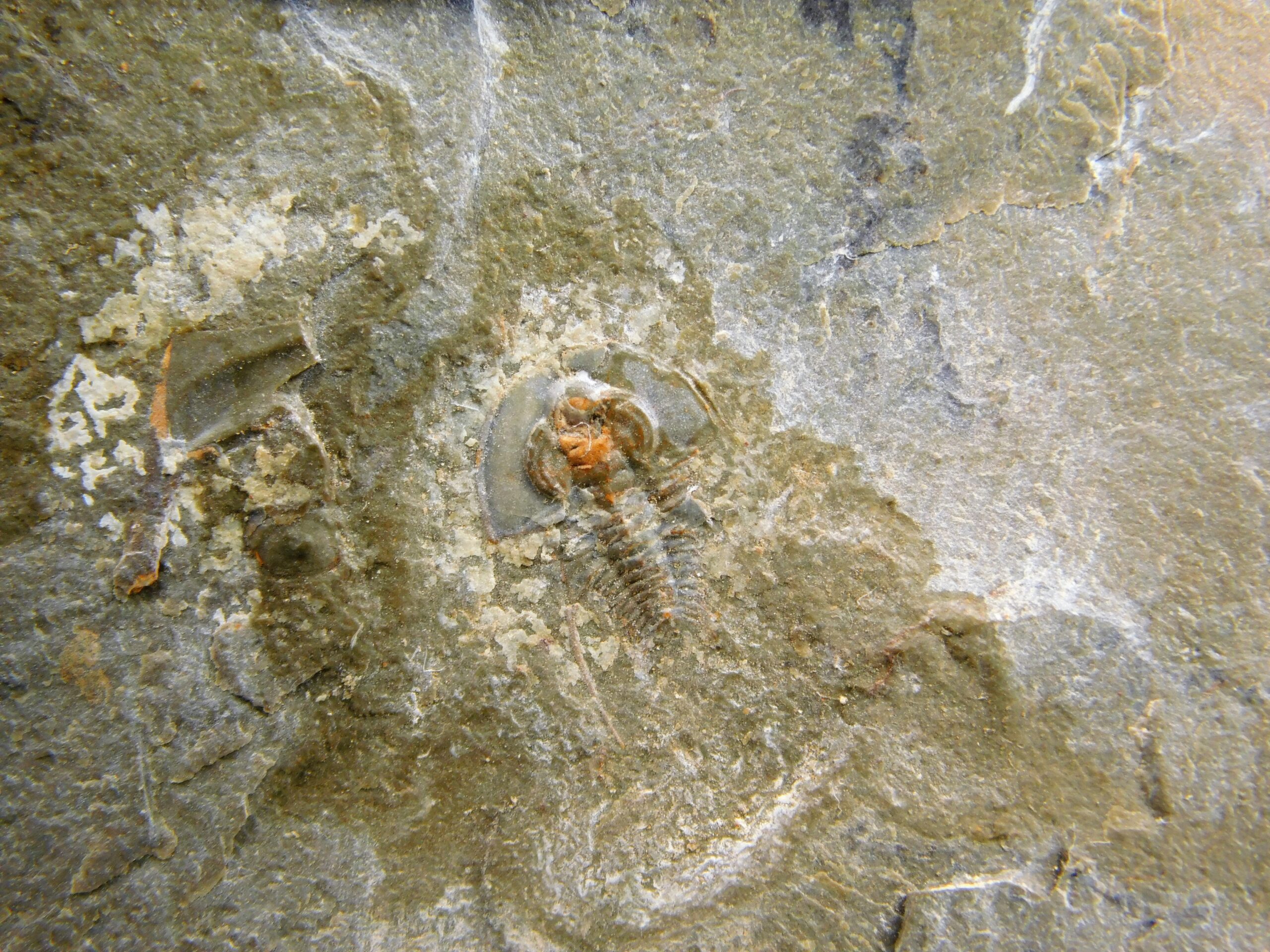 Olenellus clarki - Image 6