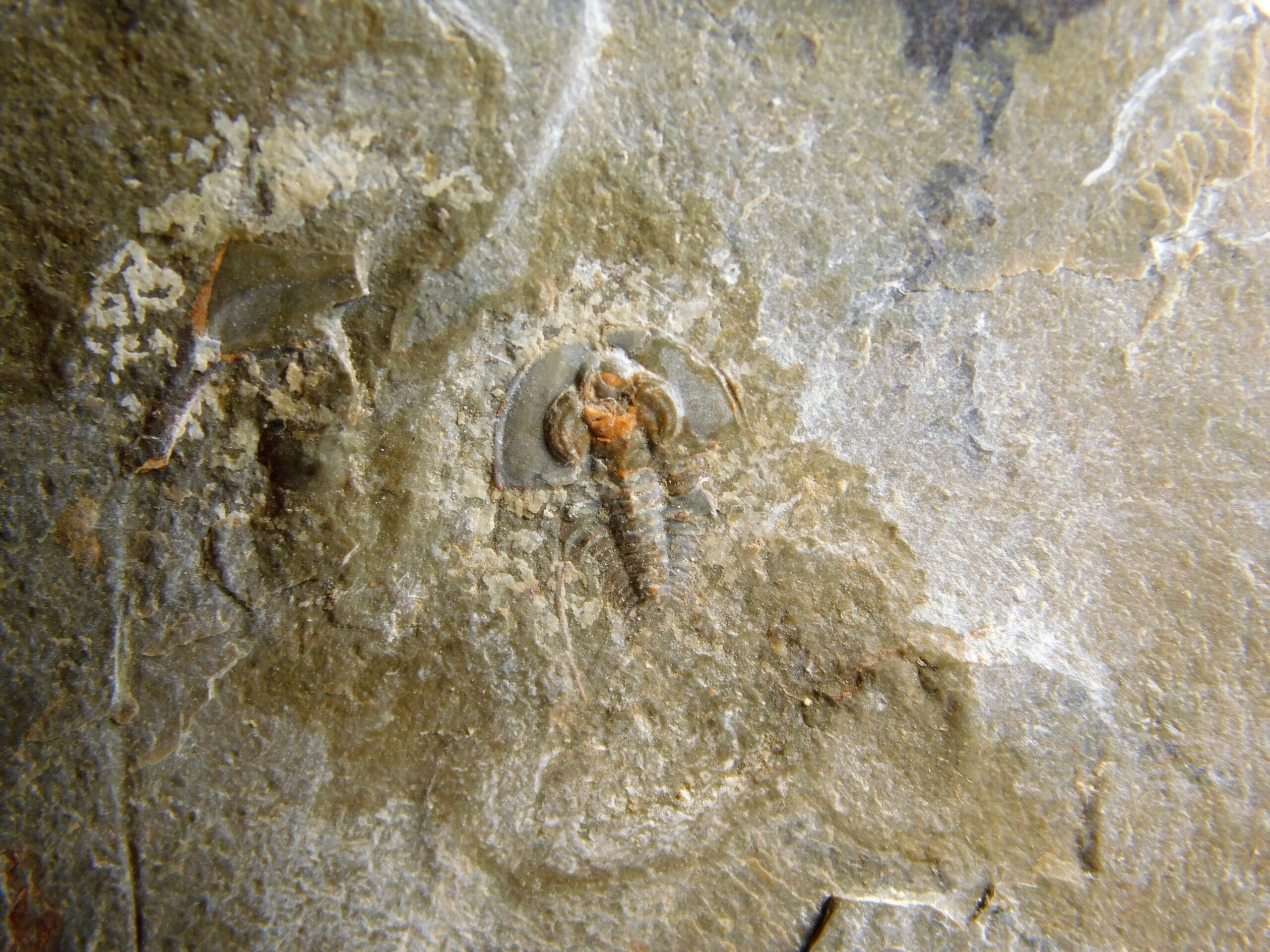 Olenellus clarki