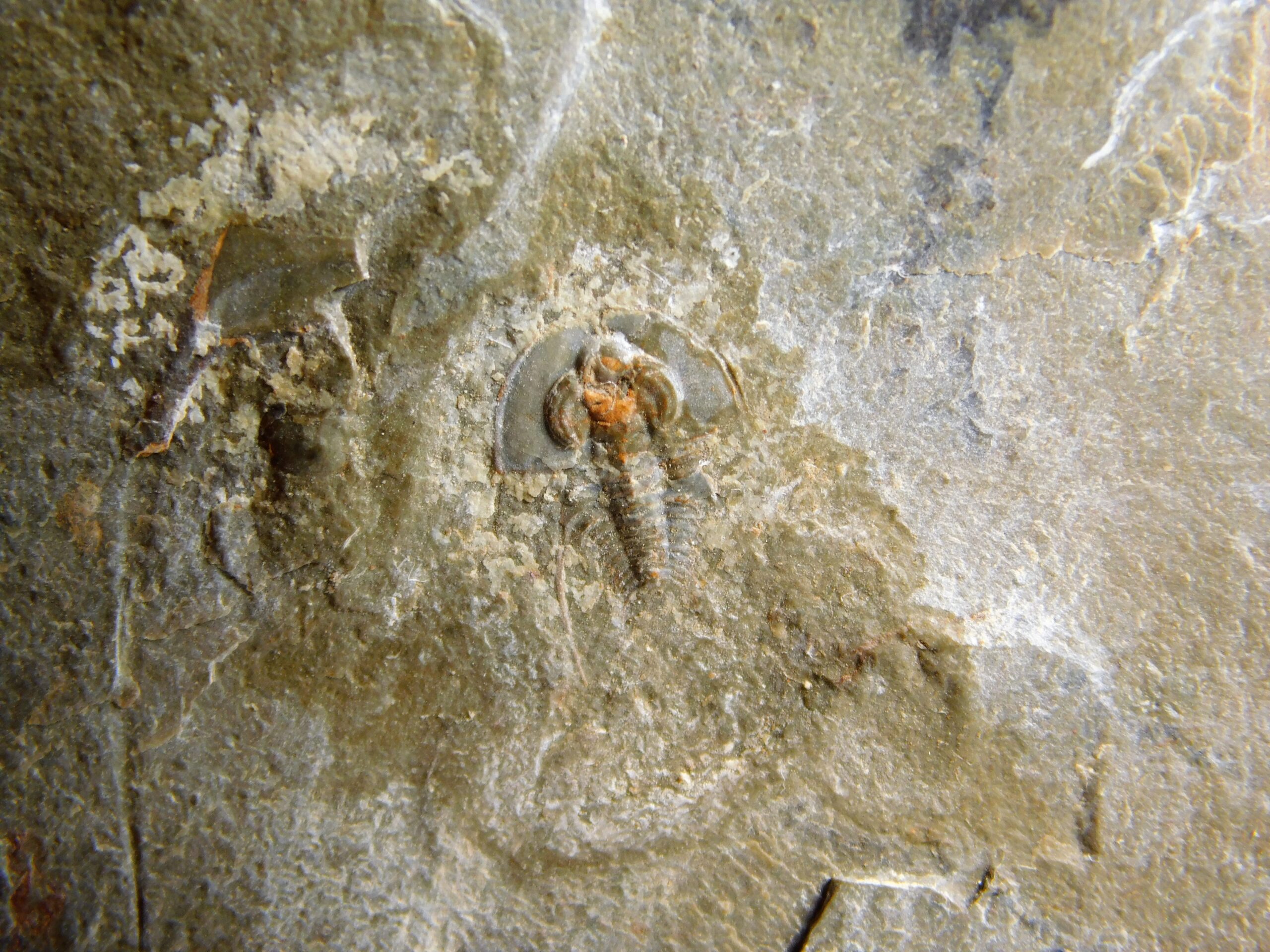 Olenellus clarki - Image 2