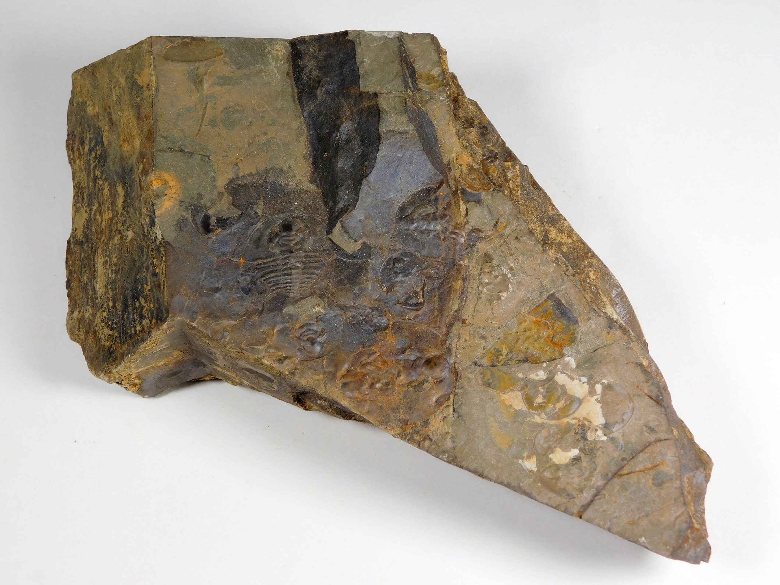 Olenellus clarki - Image 3