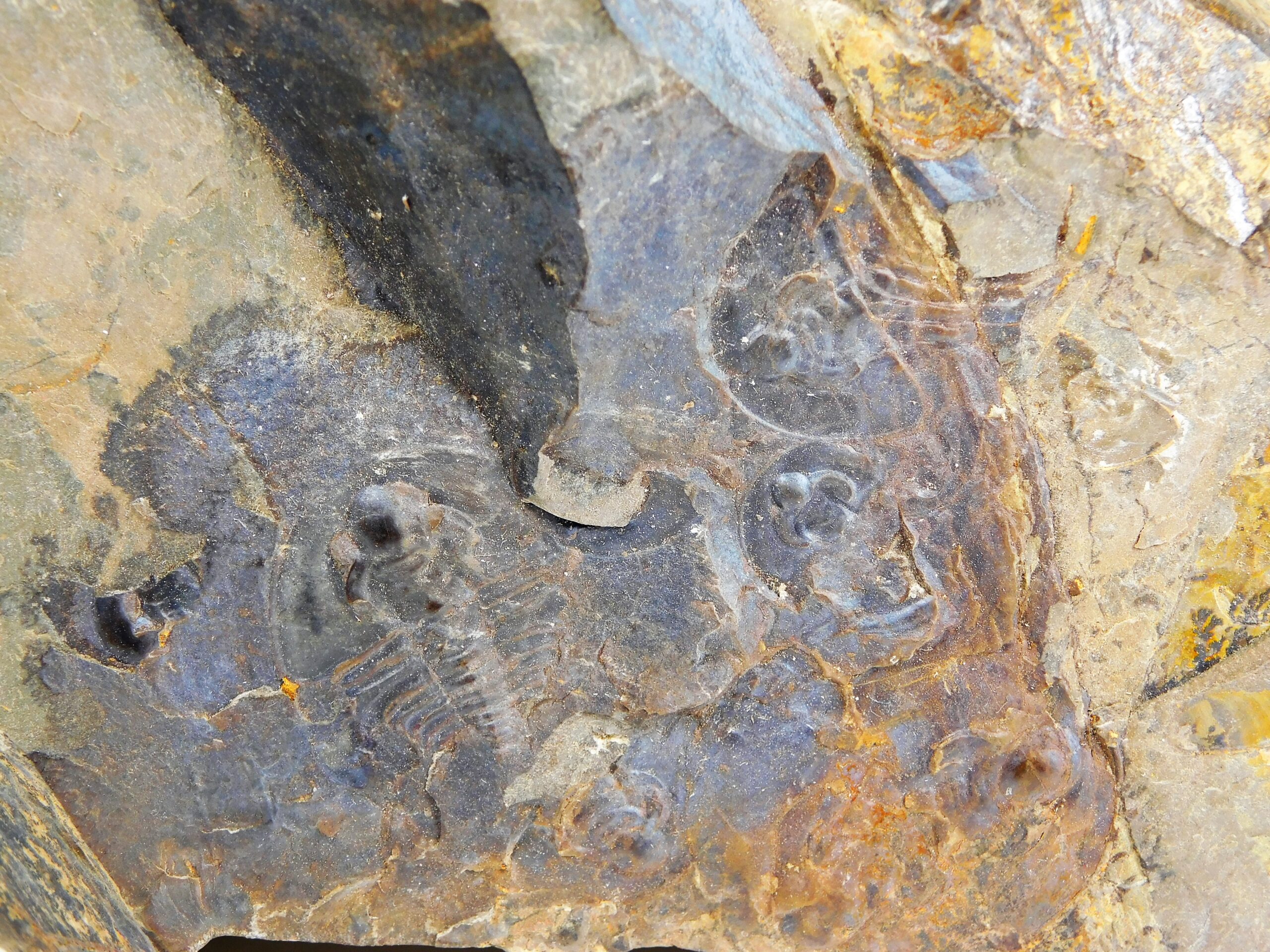 Olenellus clarki - Image 4