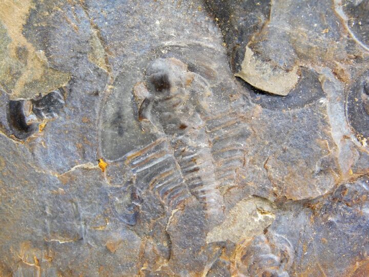 Olenellus clarki