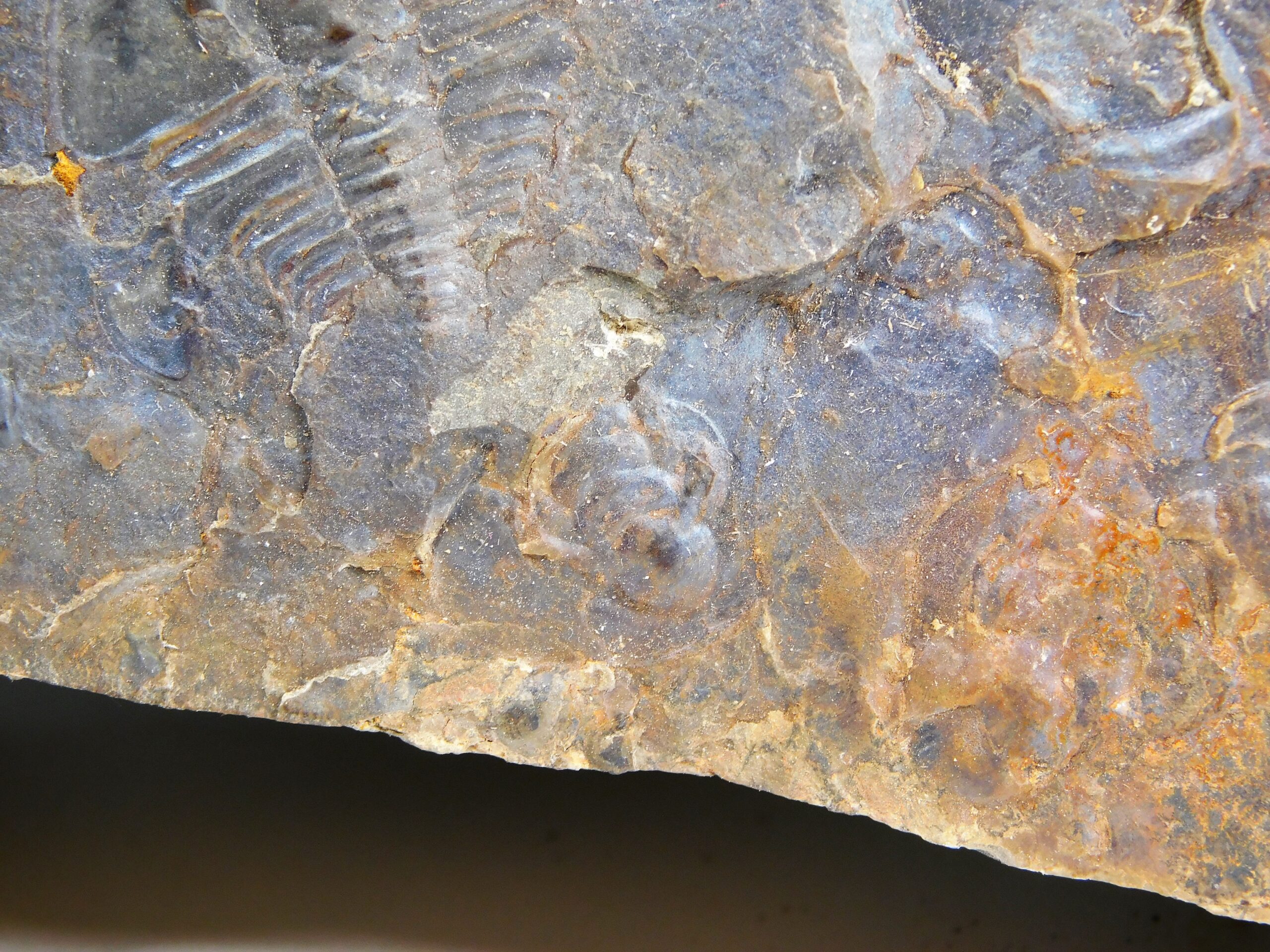 Olenellus clarki - Image 5