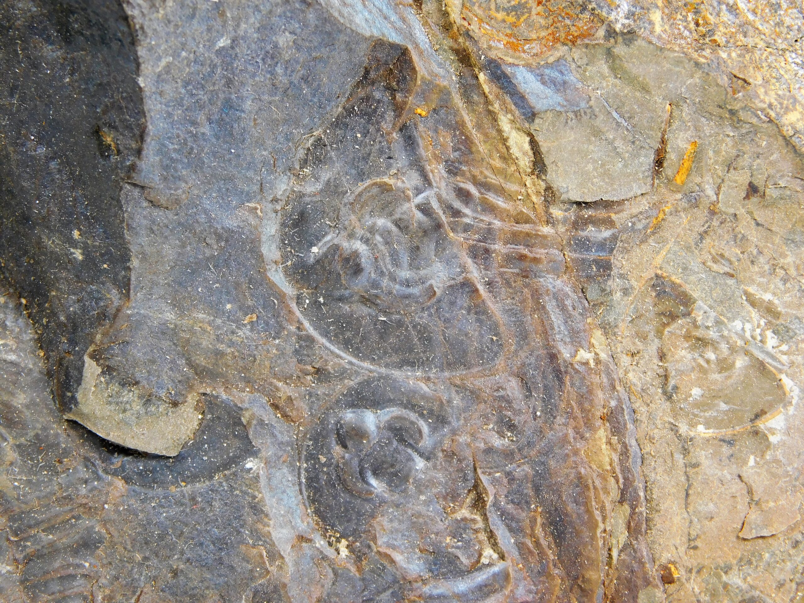Olenellus clarki - Image 6