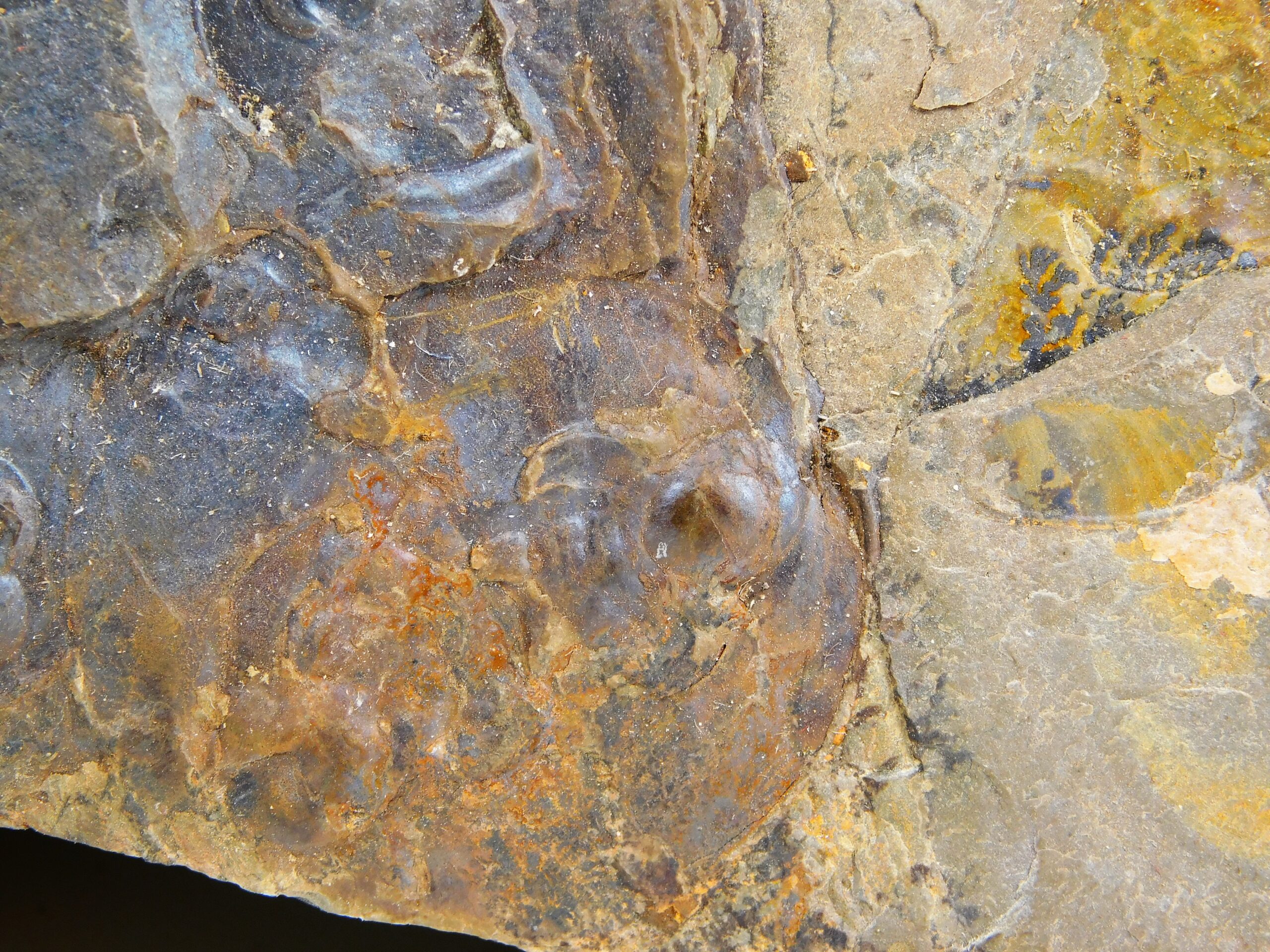 Olenellus clarki - Image 7