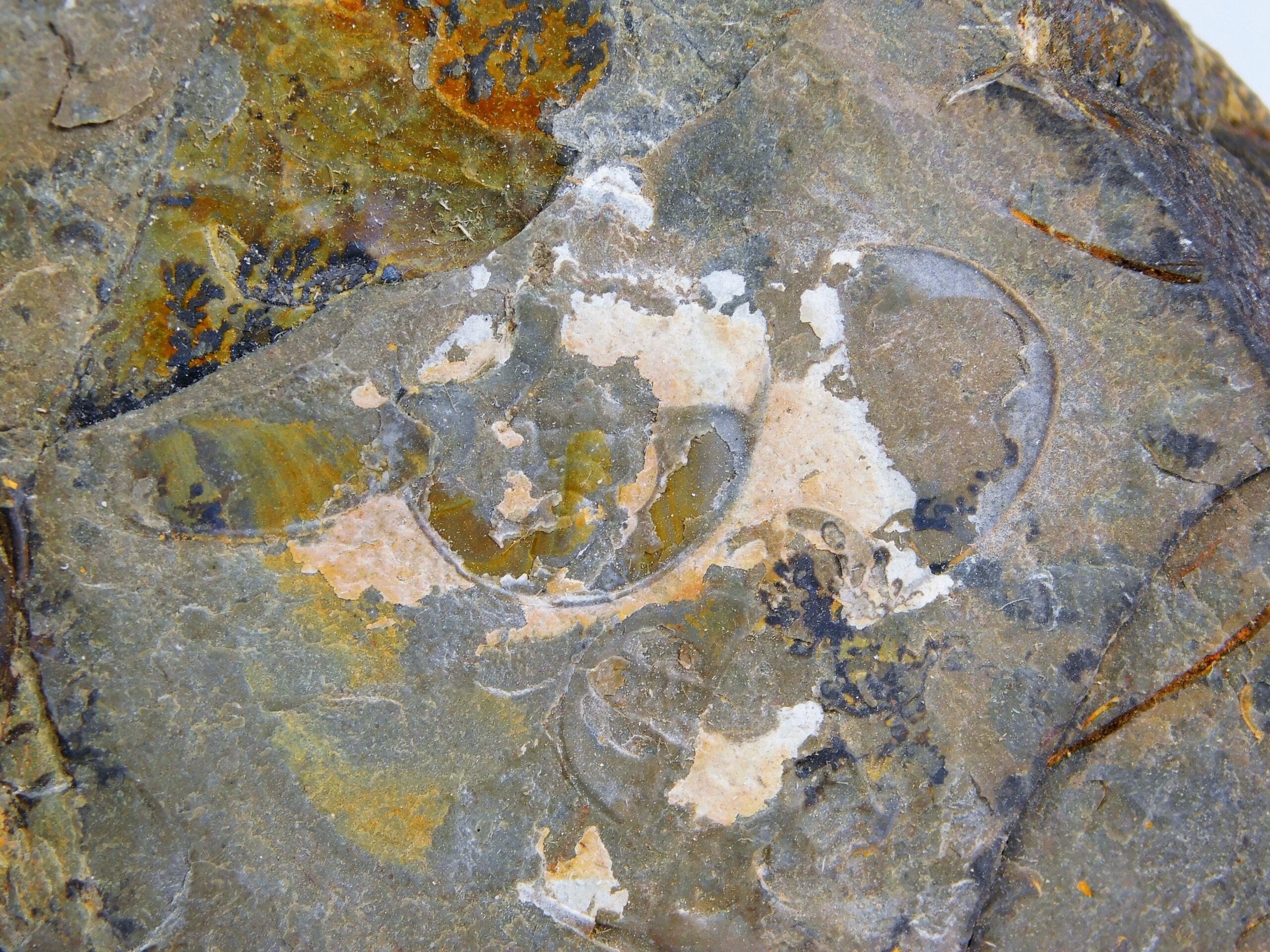 Olenellus clarki - Image 8