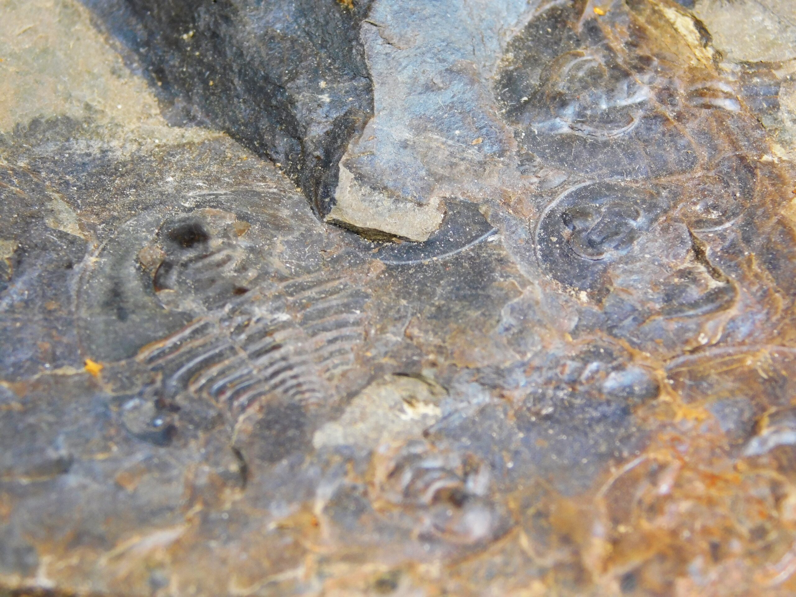 Olenellus clarki - Image 9
