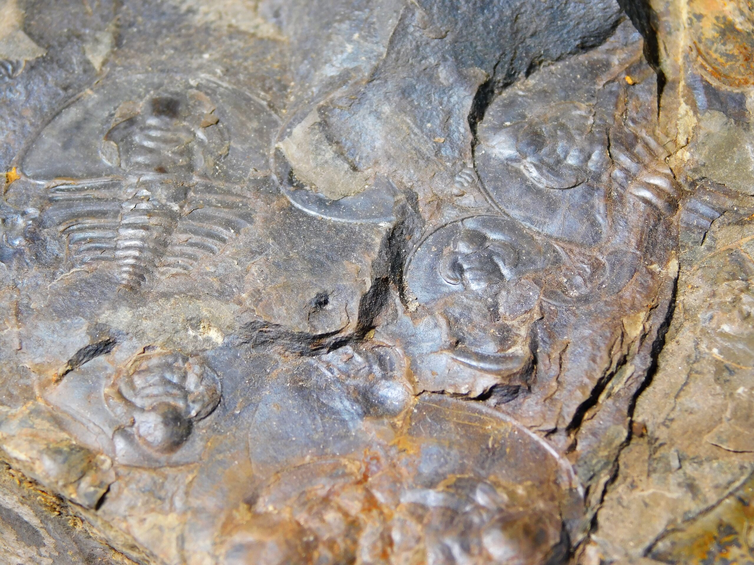 Olenellus clarki - Image 2