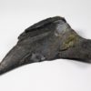 Dunkleosteus terrelli - Image 5