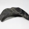Dunkleosteus terrelli - Image 6