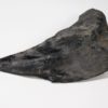 Dunkleosteus terrelli - Image 7