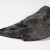 Dunkleosteus terrelli - Image 8