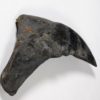 Dunkleosteus terrelli - Image 9