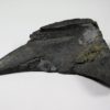 Dunkleosteus terrelli - Image 4