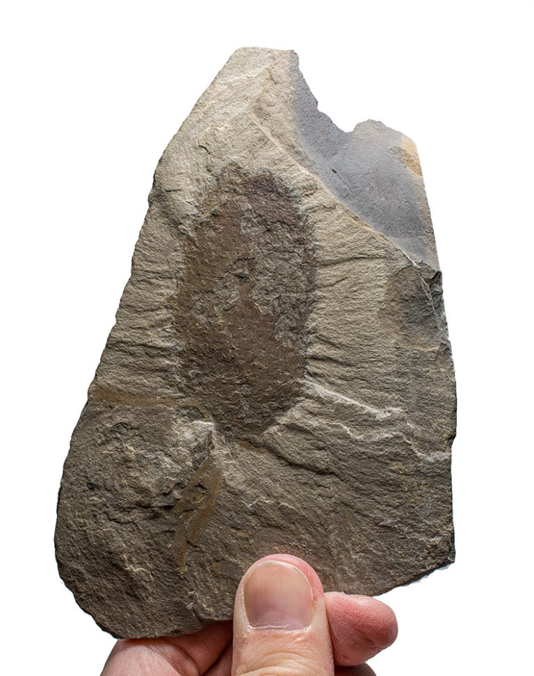 Burgess Shale - Allonnia tintinopsis