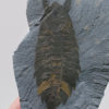 Burgess Shale &#8211; Leanchoilia superlata, The Natural Canvas