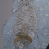 Burgess Shale - Leanchoilia superlata - Image 2