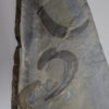 Burgess Shale - Three Ottoia prolifica - Image 2