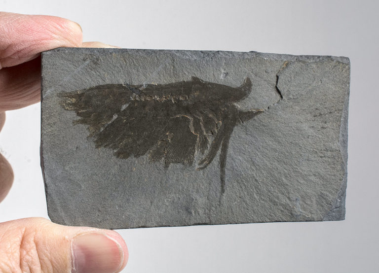 Burgess Shale - Leanchoilia superlata