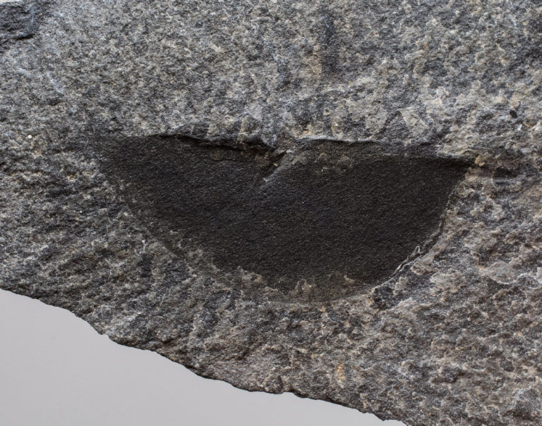 Burgess Shale &#8211; Isoxys acutangulus, The Natural Canvas