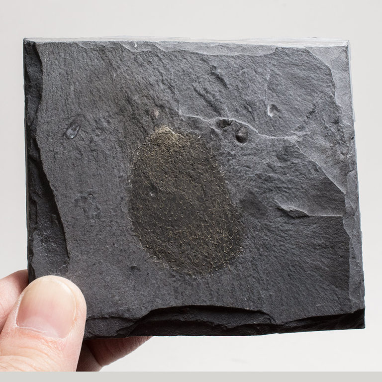 Burgess Shale &#8211; Allonnia tintinopsis, The Natural Canvas