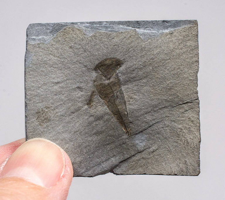 Burgess Shale - Haplophrentis carinatus with helens