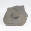 Burgess Shale - Pollingeria grandis - Image 2