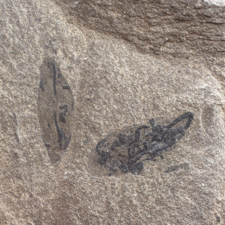 Burgess Shale - Pollingeria grandis