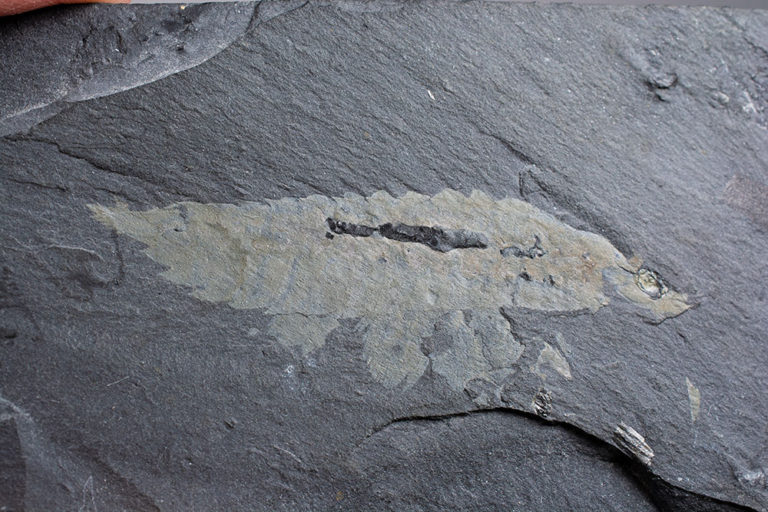 Burgess Shale - Leanchoilia superlata