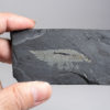 Burgess Shale &#8211; Leanchoilia superlata, The Natural Canvas