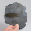 Burgess Shale - Leanchoilia superlata with gut - Image 2