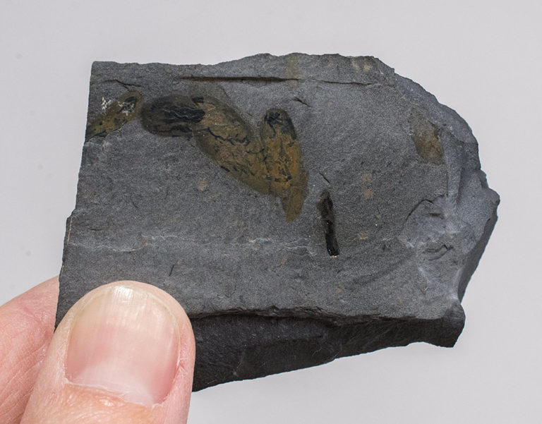 Burgess Shale - Pollingeria grandis