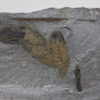 Burgess Shale - Pollingeria grandis - Image 2