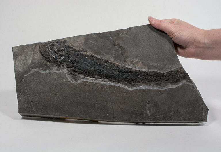 Devonian fish - Gyroptychius agassizi Traill