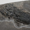 Devonian fish - Gyroptychius agassizi Traill - Image 2