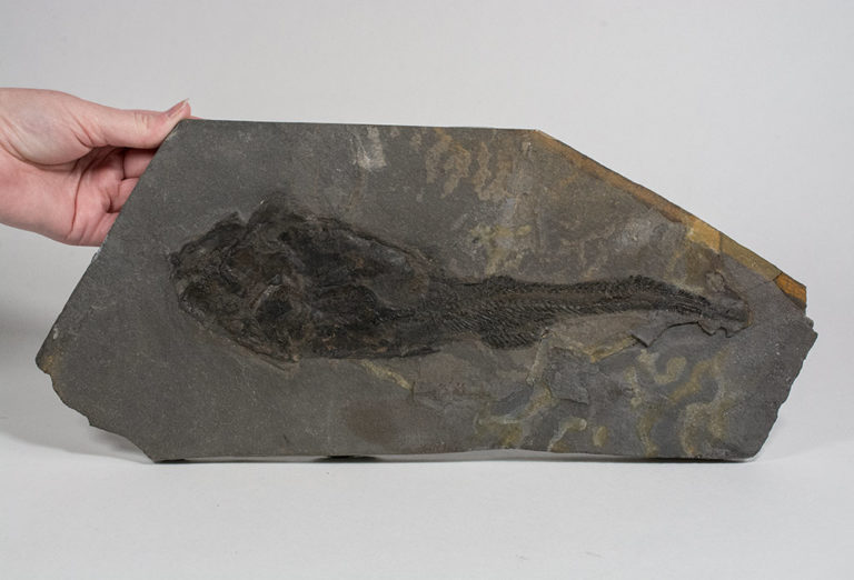 Devonian Placoderm Fish - Coccosteus cuspidatus