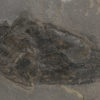 Devonian Placoderm Fish &#8211; Coccosteus cuspidatus, The Natural Canvas