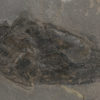 Devonian Placoderm Fish - Coccosteus cuspidatus - Image 2