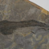 Devonian Placoderm Fish &#8211; Coccosteus cuspidatus, The Natural Canvas