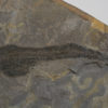 Devonian Placoderm Fish - Coccosteus cuspidatus - Image 3