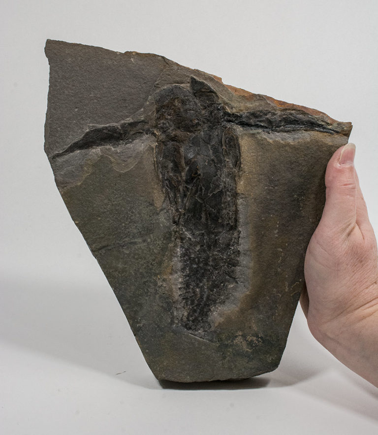 Devonian fish - Pterichthyodes milleri