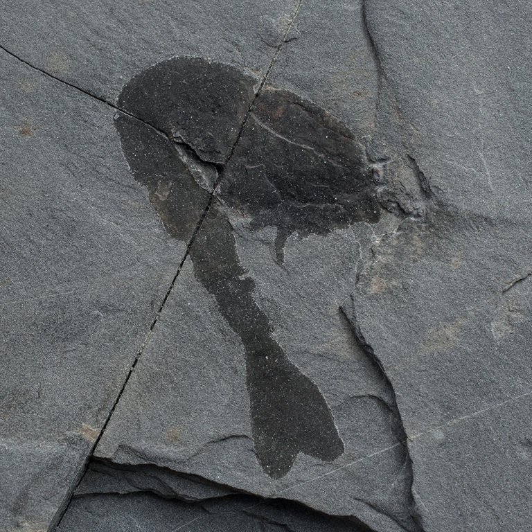 Burgess Shale - Waptia fieldensis