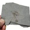 Burgess Shale - Waptia fieldensis - Image 3