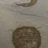 Enormous Burgess Shale Sidneyia and Ottoia - Image 2