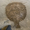 Enormous Burgess Shale Sidneyia and Ottoia - Image 3