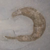 Enormous Burgess Shale Sidneyia and Ottoia - Image 4